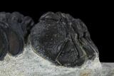 Detailed Reedops Trilobite With Friend #119044-6
